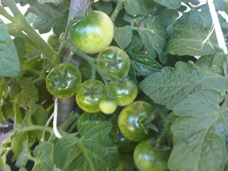 Thin-Skinned Varieties in Brutal Heat