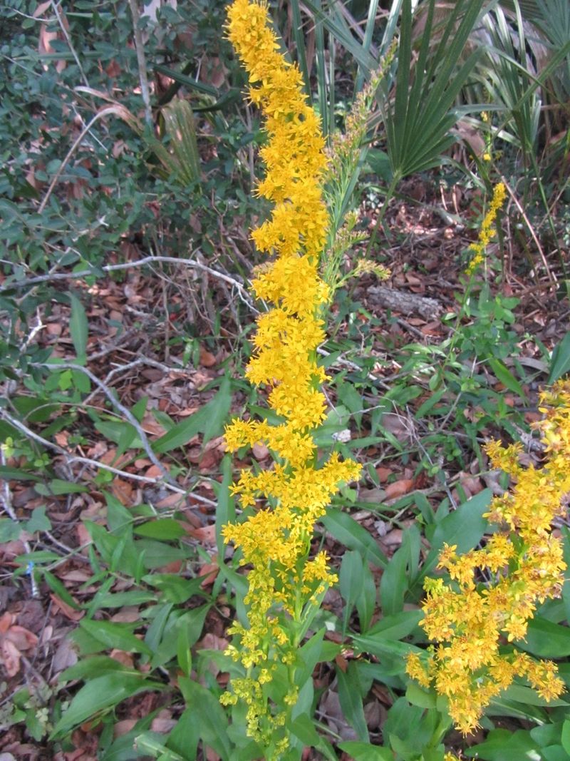 Seaside Goldenrod