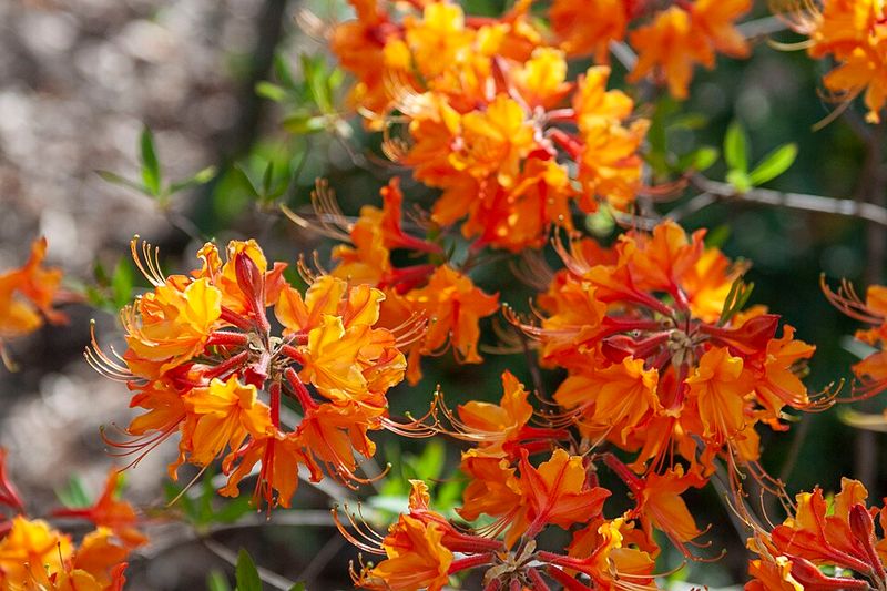 Native Azalea