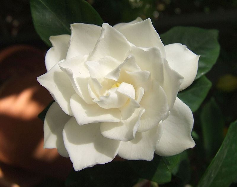 White Gardenia