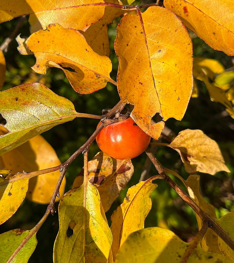 American Persimmon