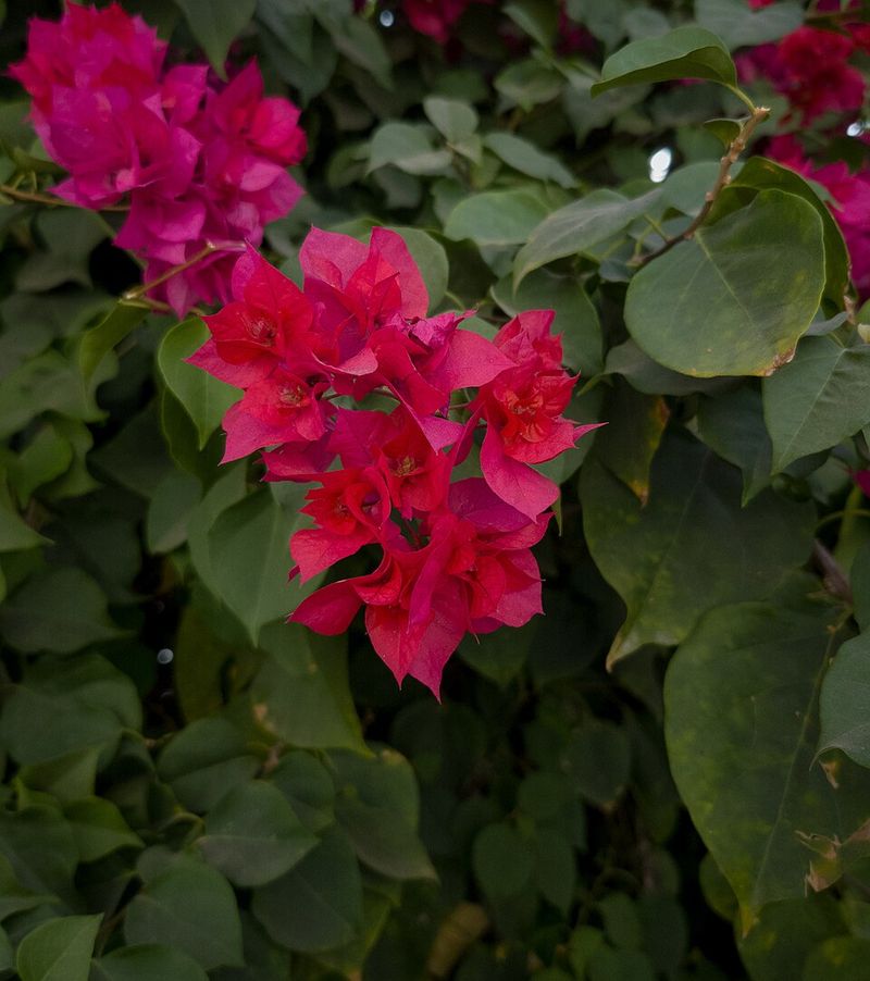 Bougainvillea