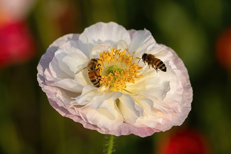 Creating Bee-Friendly Nesting Areas