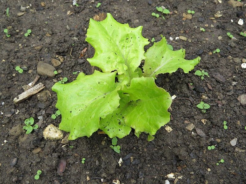 Succession Sow Every Two Weeks