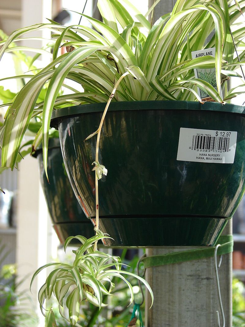 Build a Moisture-Holding Potting Mix