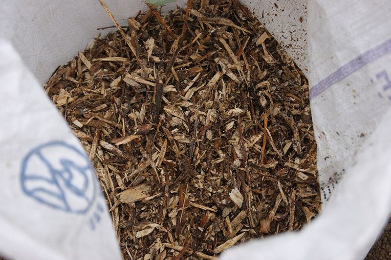 Skipping Mulch During Summer Heat