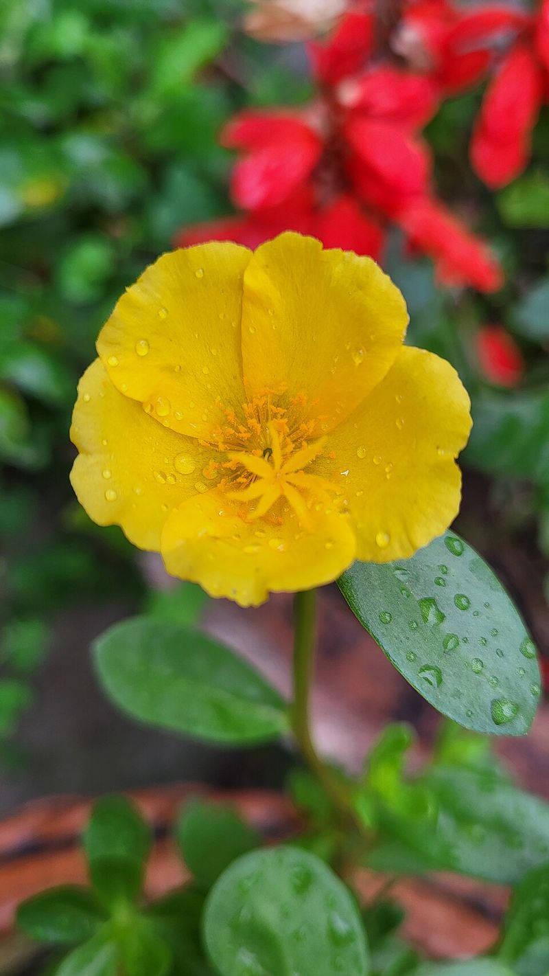 Moss Rose