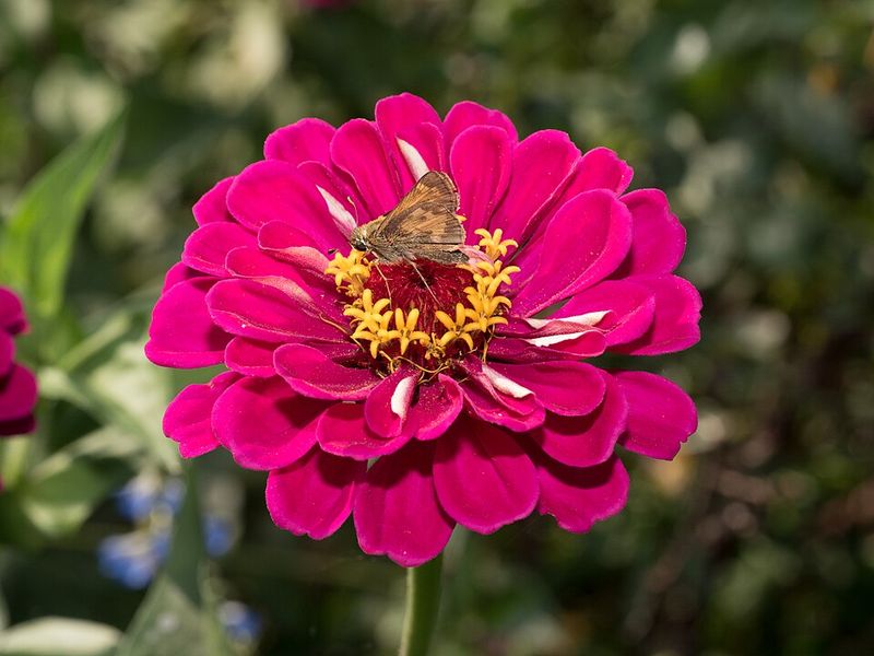 Zinnias