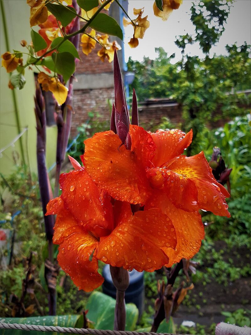 Canna Lily