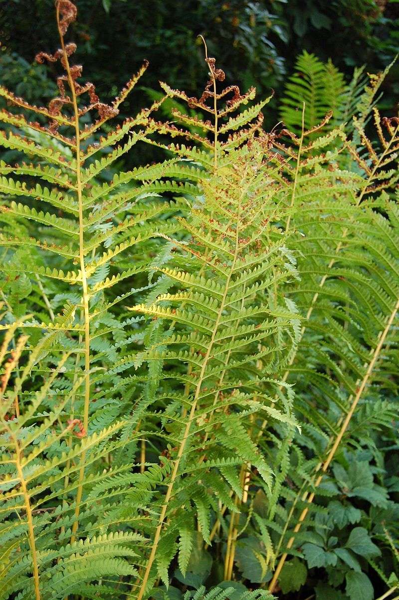 Cinnamon Fern