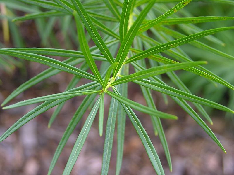 Blue Star Amsonia