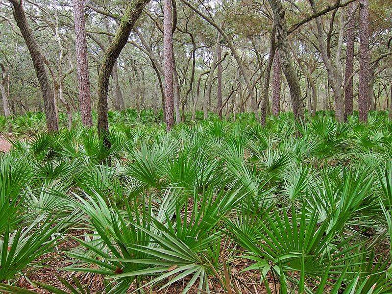 Saw Palmetto