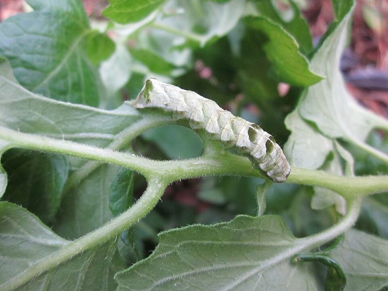 Start Disease And Pest Checks Now