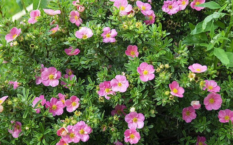 Prune spring-flowering shrubs at the right time