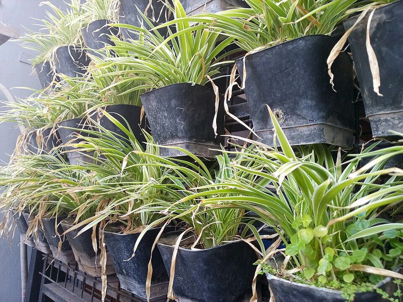 Raise Humidity Without Keeping The Roots Constantly Wet