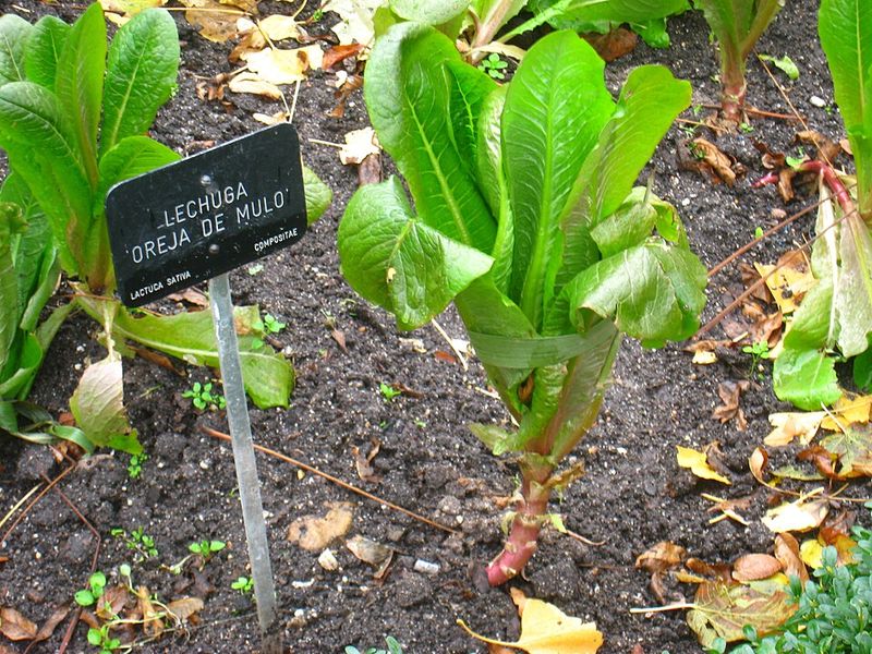 Thin Plants for Better Airflow
