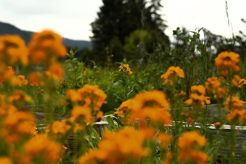 Pollinator Support