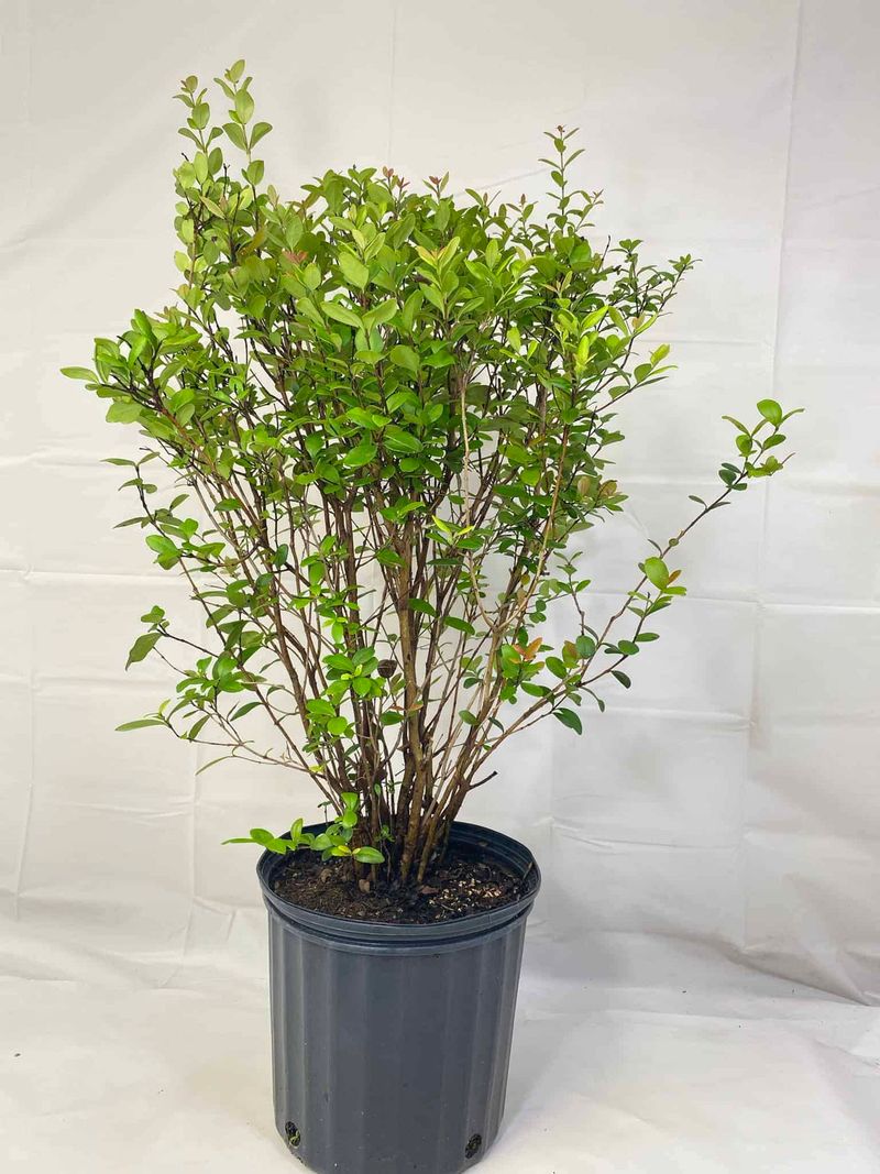 Pruning For Density Without Ruining Its Shape