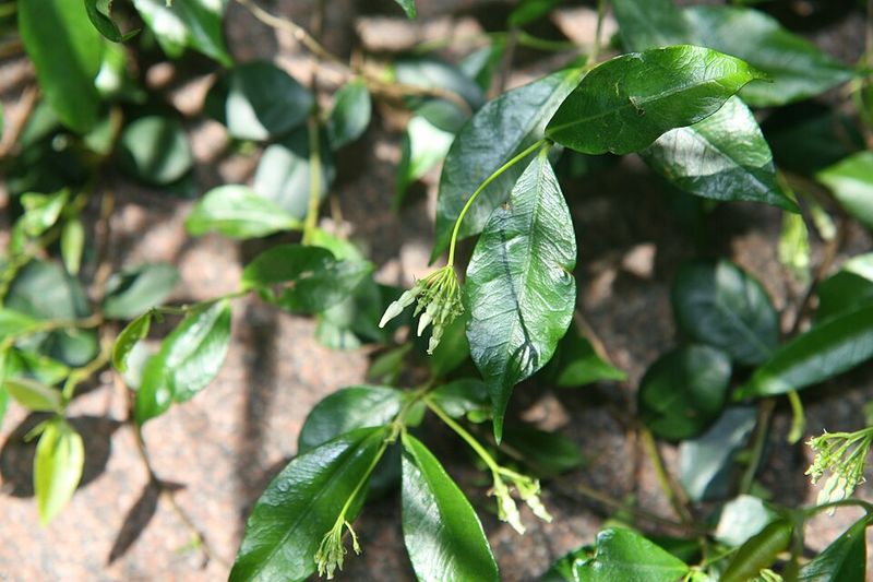 Pruning For A Thicker Privacy Screen