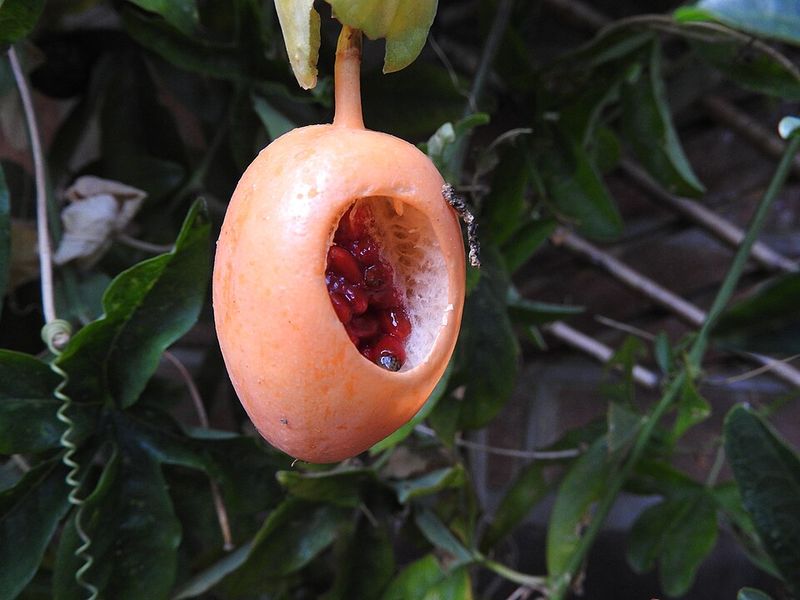 Fruit Problems Keep Showing Up