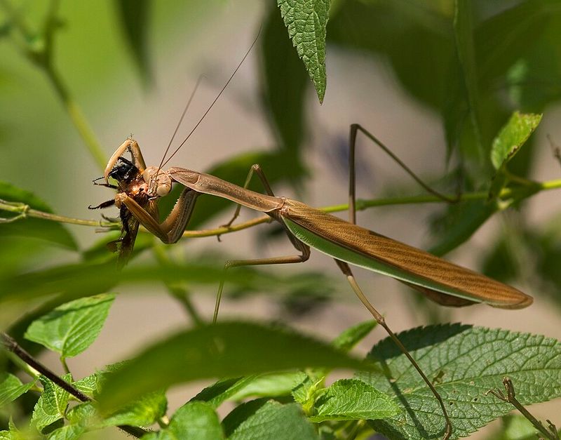 A Sign Your Garden Is Thriving
