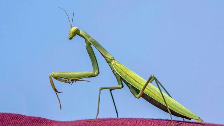 What It Means When A Praying Mantis Appears In Your Florida Garden