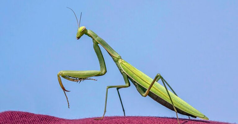 What It Means When A Praying Mantis Appears In Your Florida Garden