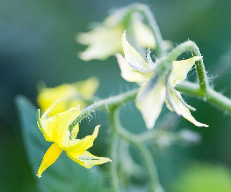 Flowers Mean Fruit Is Close, Not Guaranteed