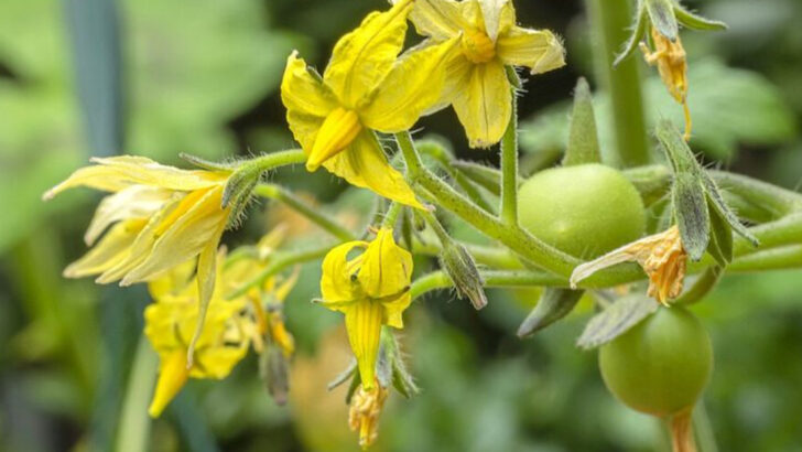 What Massachusetts Gardeners Need To Know Once Tomato Flowers Start Appearing