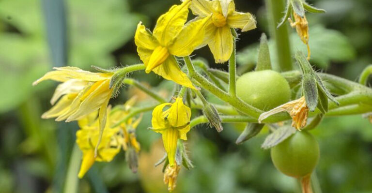 What Massachusetts Gardeners Need To Know Once Tomato Flowers Start Appearing