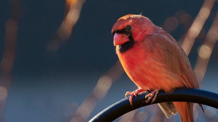 What Seeing Cardinals In Your North Carolina Yard Could Symbolize