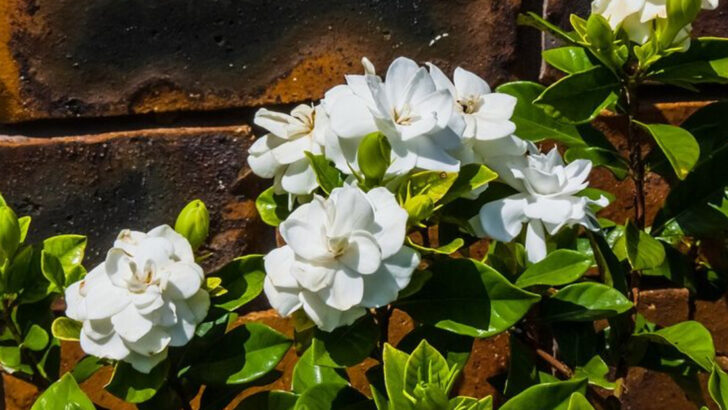 What To Do In May To Keep Gardenias Blooming Through A Florida Summer