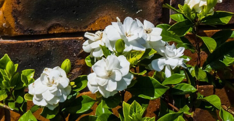 What To Do In May To Keep Gardenias Blooming Through A Florida Summer