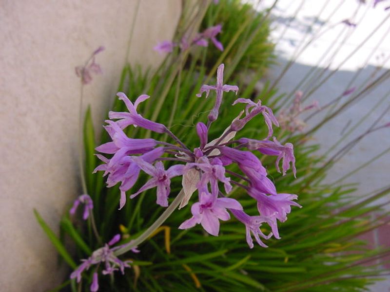 Best Planting Spots for Strong Growth