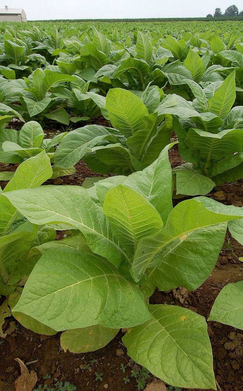 Nicotiana