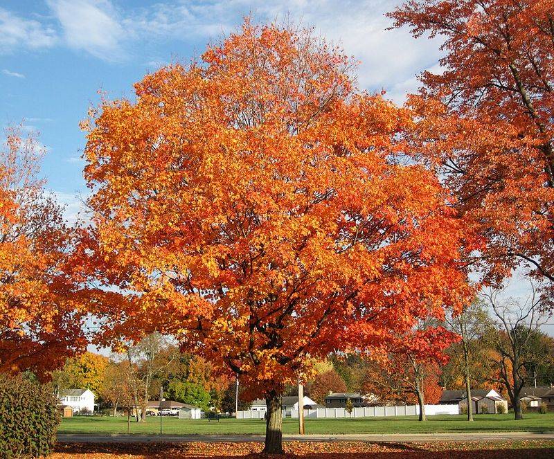 Sugar Maple
