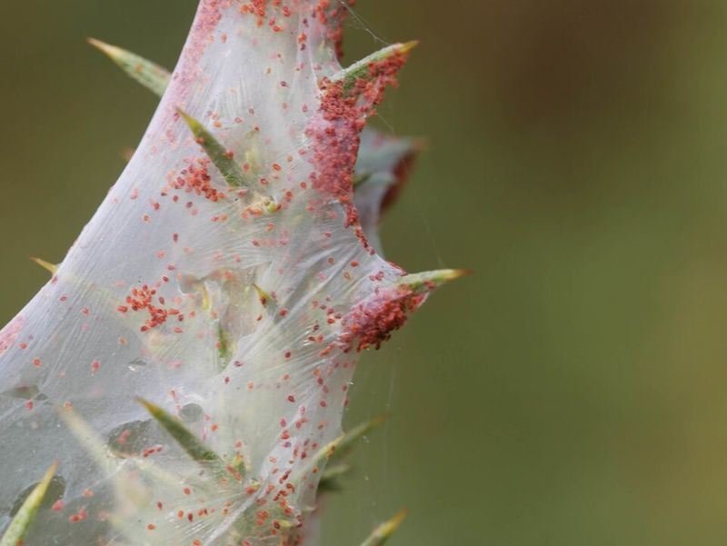Spider Mites