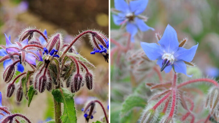 Why Borage Is A Smart Addition To North Carolina Front Yards