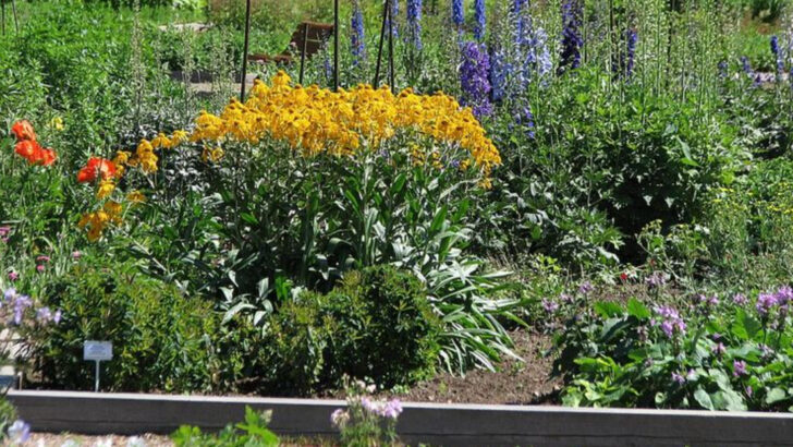 Why Florida Gardeners Are Dividing Spring Perennials Before Summer Arrives