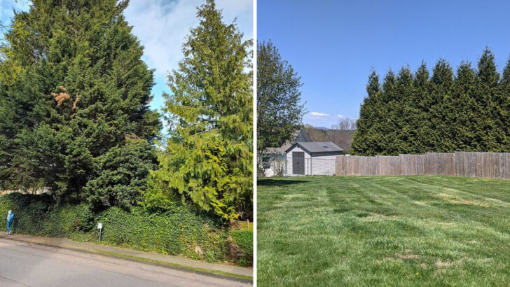 Why Florida Gardeners Are Planting More Trees For Natural Backyard Shade