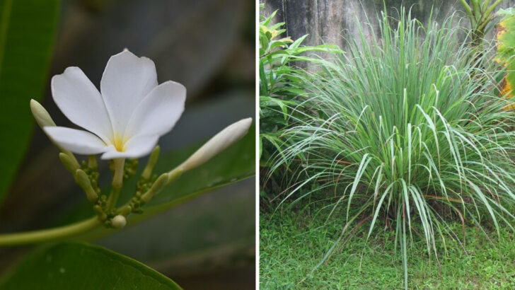Why Florida Homeowners Are Growing More Scented Plants Around Patios This Summer