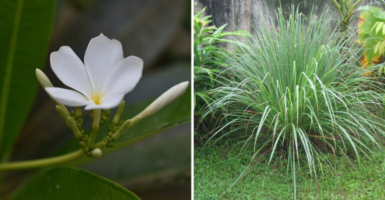 Why Florida Homeowners Are Growing More Scented Plants Around Patios This Summer