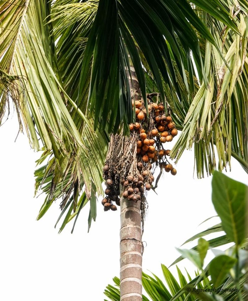 Areca Palm
