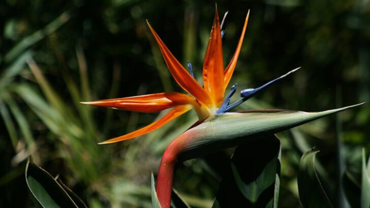 Why Florida Patios Feel Cooler With These Lush Tropical Plants Nearby
