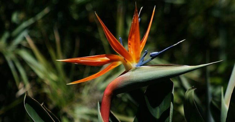 Why Florida Patios Feel Cooler With These Lush Tropical Plants Nearby