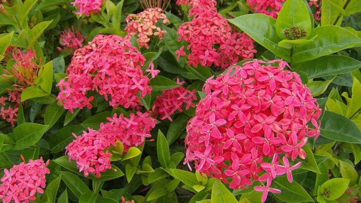 Why Florida&rsquo;s Favorite Landscaping Plants Are Getting Replaced By Natives