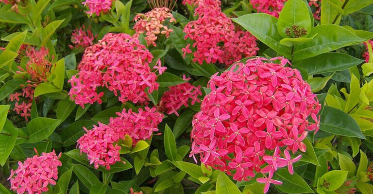 Why Florida’s Favorite Landscaping Plants Are Getting Replaced By Natives