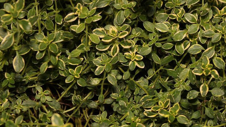 Why Georgia Backyards Are Filling Up With Lemon-Scented Plants This Year