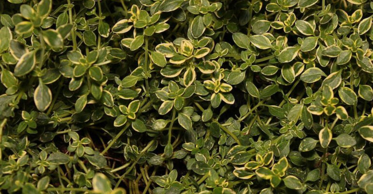 Why Georgia Backyards Are Filling Up With Lemon-Scented Plants This Year