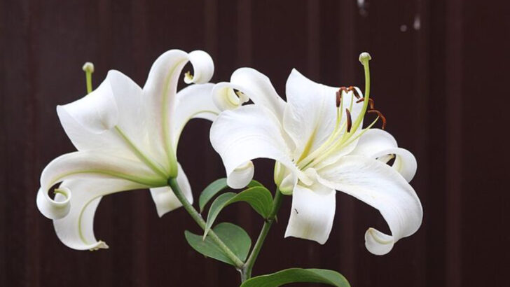 Why Georgia Gardeners Are Growing More Evening-Blooming Flowers This Year